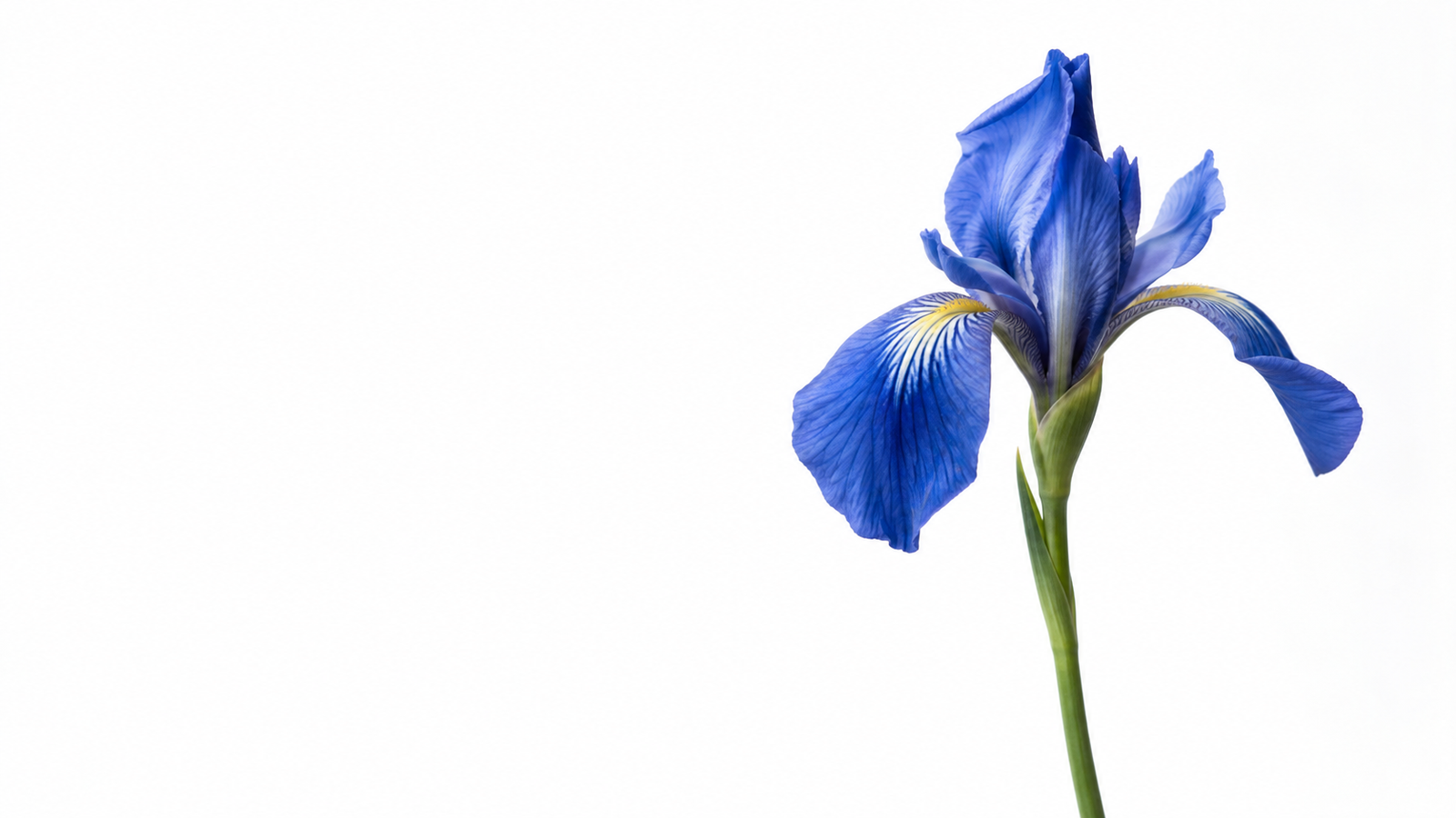 Flor azul parcialmente aberta sobre fundo branco