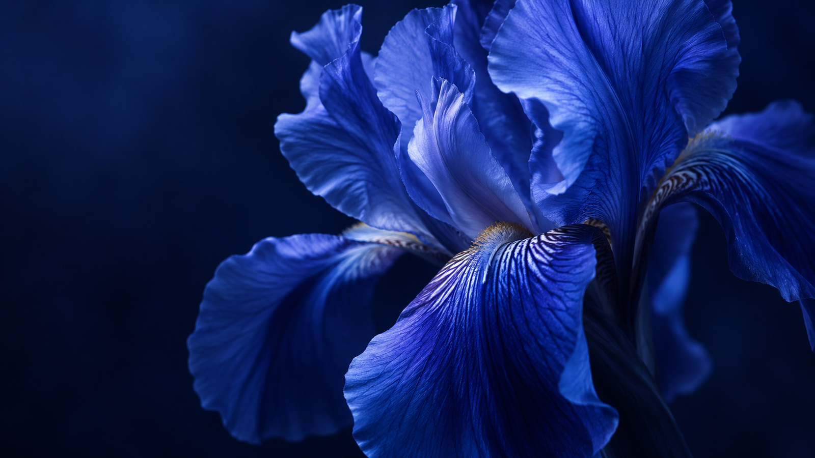 Flor azul em desabrochar
